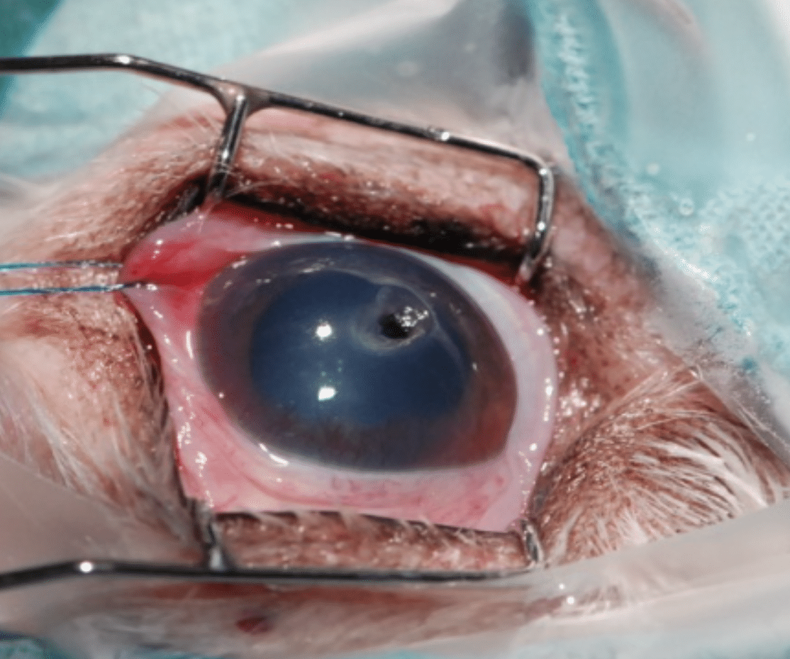 Veterinary ophthalmologist in Montreal Infected ulceration