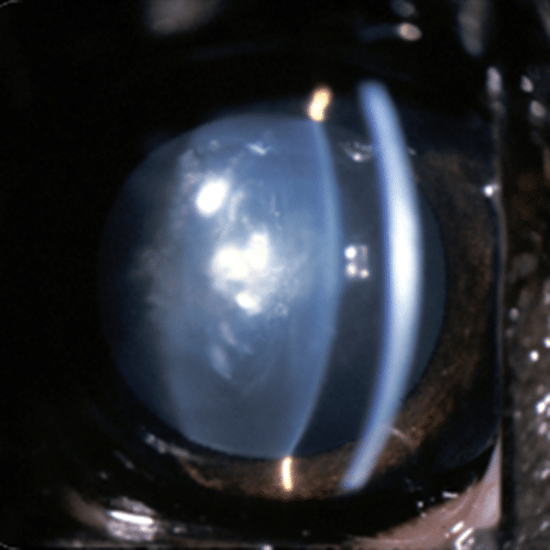 Eye, dog, slit lamp, uveitis, cataract