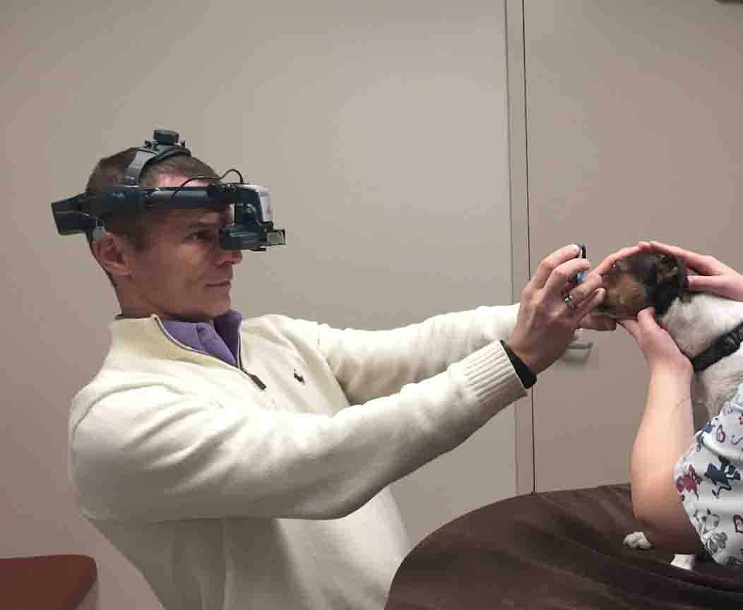 Eye examination, indirect ophthalmoscopy, fundus, retina, detachment, dog, cat, atrophy