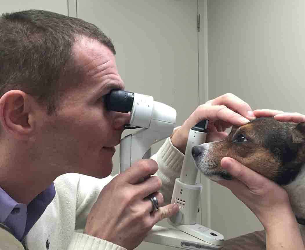 Examination eye, slit lamp, dog, cornea, equipment, cataract