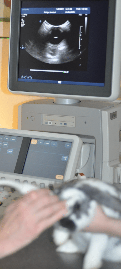 Ocular ultra-sound, eye image, dog, cat, rabbit, retinal detachment, cataract, intraocular mass