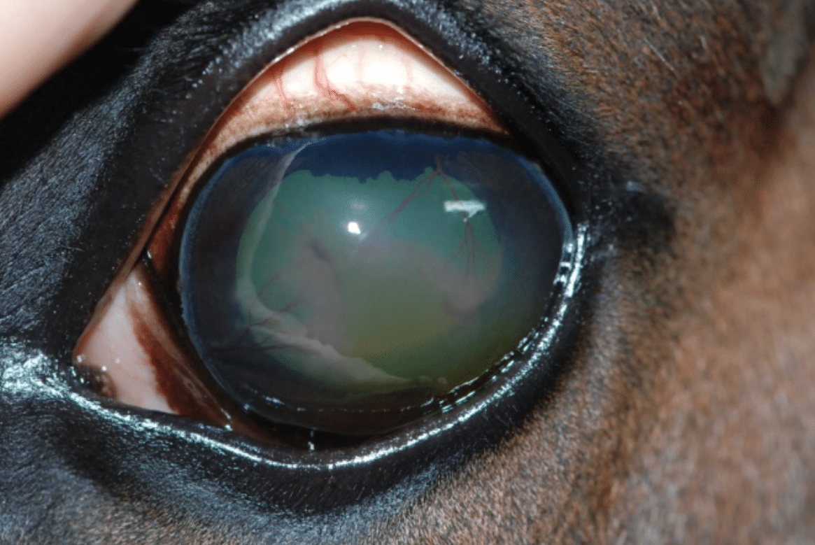 Keratitis, vessels, cornea, blue eye, cloudy eye, dog, cat, horse