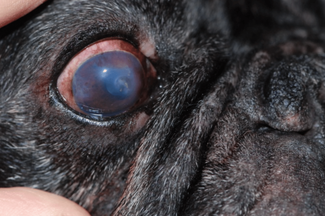 Glaucoma, pigment, vessels, cornea, blue eye, cloudy eye, dog, cat, horse, rabbit