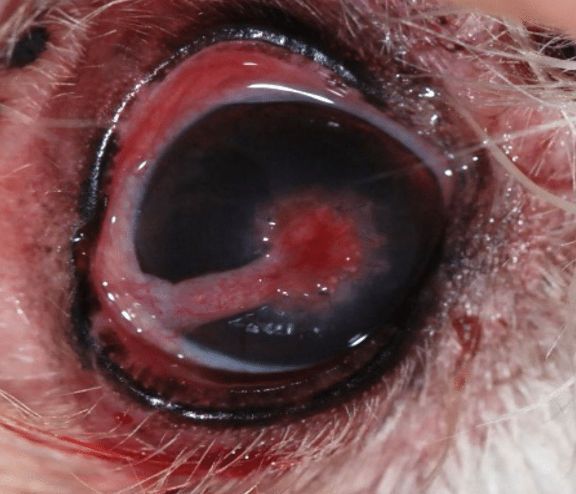 Ulcer, cornea, perforation, eye hole, dog, cat, horse, surgery, graft, graft, conjunctiva, wound