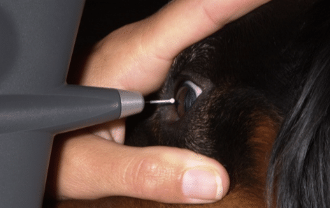 Tonovet, tonometer, pressure eye, glaucoma, horse, dog, cat, uveitis