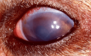 Glaucoma, sign, dog, cat, blue, dilated pupil, big eye, cloudy eye, pain, pressure