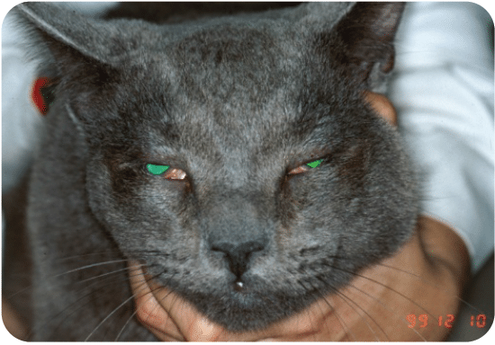 Entropion, rolling eyelids, cat, dog, surgery, cornea, conjunctiva, ulcer, pain, discharge