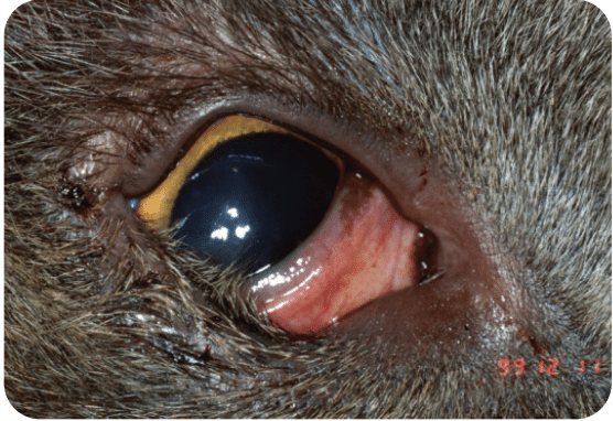 Entropion, rolling eyelids, cat, dog, surgery, cornea, conjunctiva, ulcer, pain, discharge