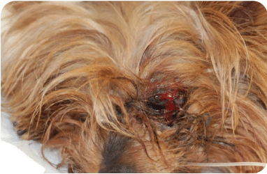 Perforated eye dog, pain, enucleation, removal