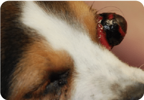Dog with a traumatic lunated globe, pain, enucleation, removal, proptosis, blind