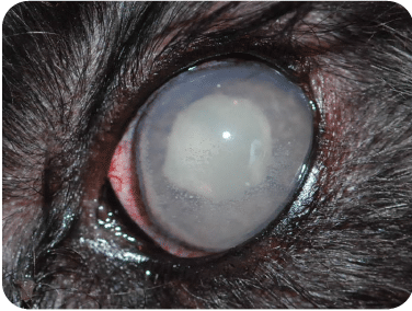 Dog, severe uveitis, eye, cat, pain, enucleation