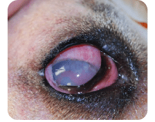 Dog, severe uveitis, enucleation, pain, glaucoma, blind, removal, eye, cat