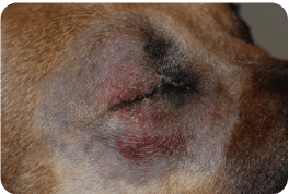 Enucleation, surgery, dog, comfortable, 24h after surgery