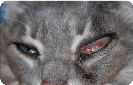 cat , blind, pain, mass, cancer, retro bulbar, removal, enucleation