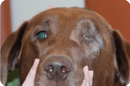 enucleation dog, removal, pain, blind