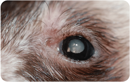 Cataract, ferret, vision loss, blind, rodent, exotic