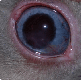 Ulcer, cornea, redness, rabbit, conjunctivitis