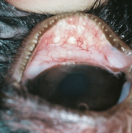 Inflammation of the eyelids, rabbit rodent, exotic, conjunctivitis, discharge