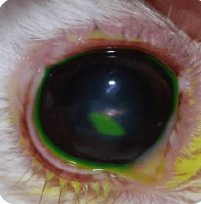 Ulcer, corneal, rabbit, exotic, fluorescein