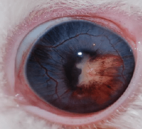 Encephalitozoon cuniculi, rabbit, torticoli, cataract, mass, eye, parasite