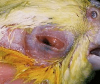 Conjunctivitis, blepharitis, bird, exotic, redness, inflammation, canaries, parrot