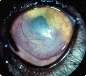 Infection, cat, cornea, herpes virus, film, redness, eye