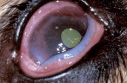 Keratoconjunctivitis Sicca, Dry eye syndrome dog, pus, crust, redness, cornea, pain, film, tear