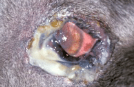 Keratoconjunctivitis Sicca, Dry eye syndrome dog, pus, crust, redness, cornea, pain, film, tear