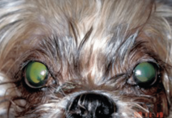 Yorkshire terrier, Keratoconjunctivitis Sicca, dry eye, dog, pus, crust, redness, cornea, pain, film, tear