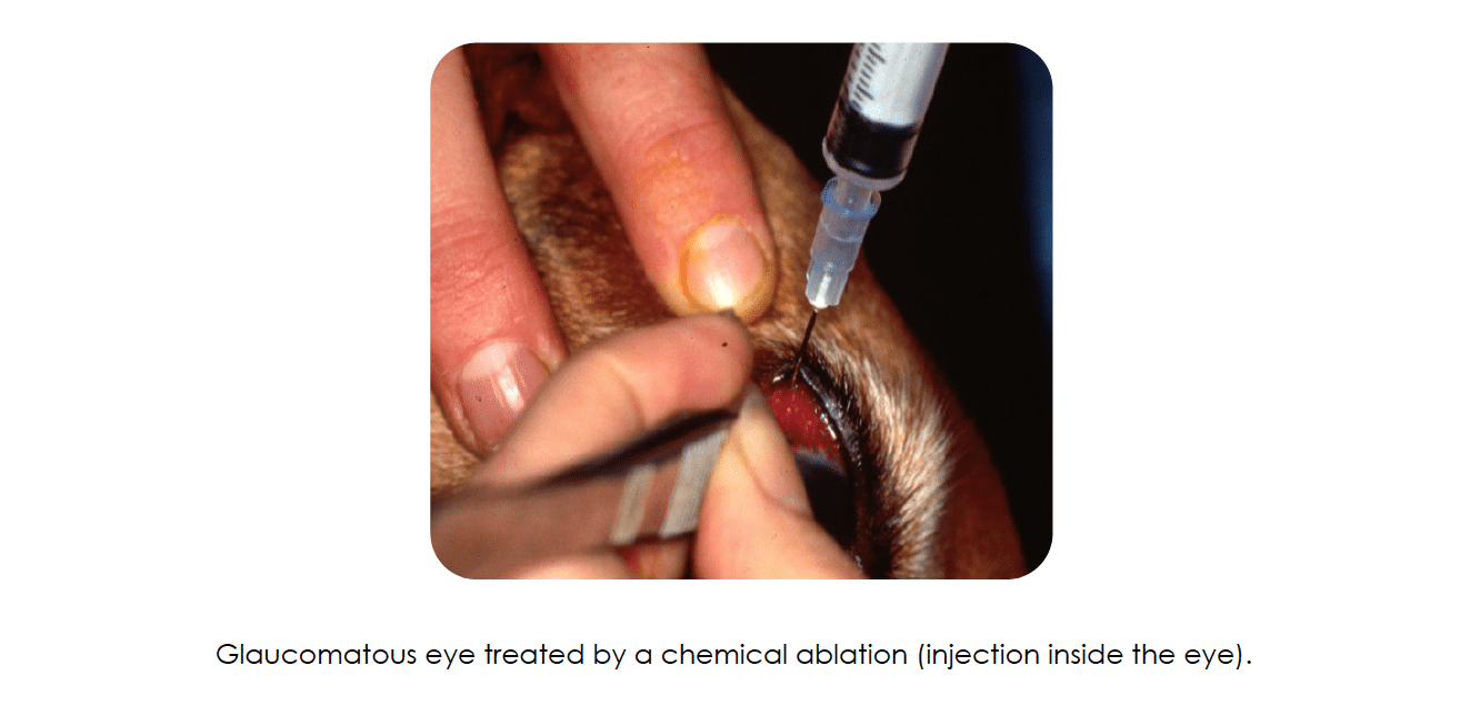 chemical ablation, glaucoma,Surgical options, eye, pressure, removal, cat, dog