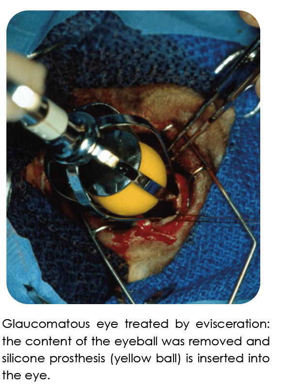 Surgical options, glaucoma, enucleation, evisceration, eye, pressure, dog, cat