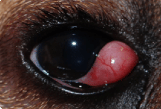 Cherry eye, Prolapsed third eyelid gland, English bulldog, Beagle, Persian, Birman, Boston Terrier