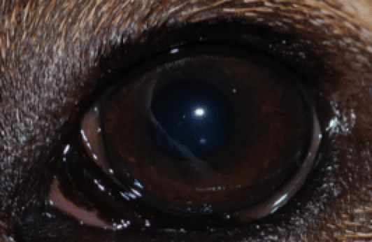 Cherry eye, Prolapsed third eyelid gland, English bulldog, Beagle, Persian, Birman, Boston Terrier