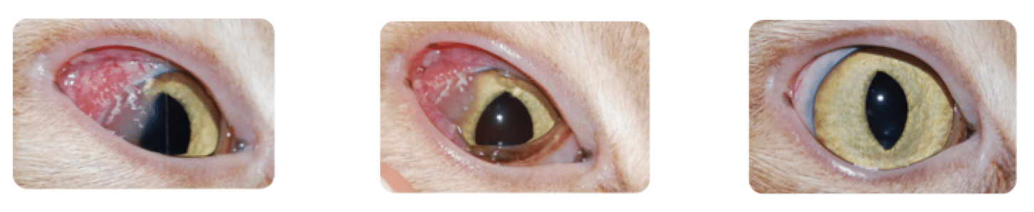 Eosinophilic keratitis, cornea, inflammatory, Eosinophilic keratitis, inflammation, cat, horse, immune, allergy, Feline herpes virus