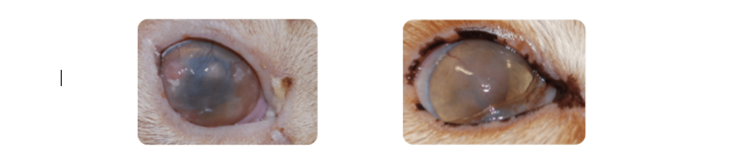 Eosinophilic Keratitis Specific To Cats And Horses Ophtalmovétérinaire