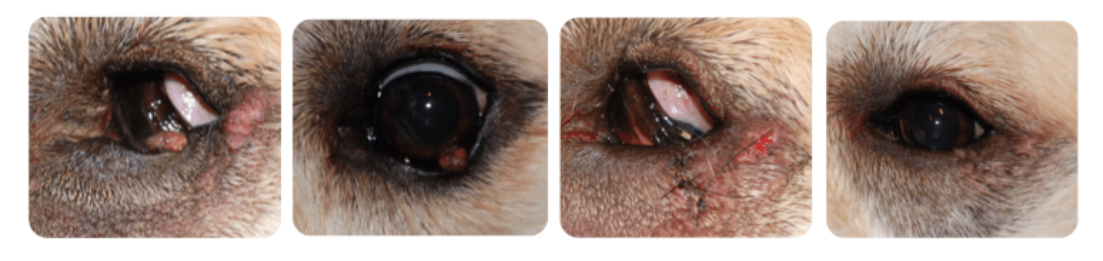 Eyelid tumors, benign growths, older dogs, senior, big mass, surgical excision