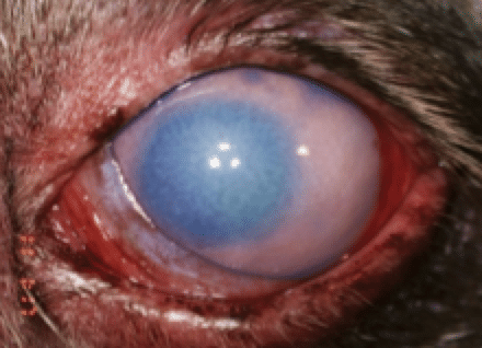 Uveitis, inflammation, uvea, pain, blindness, low intraocular pressure, cataract, tumor, trauma, infection