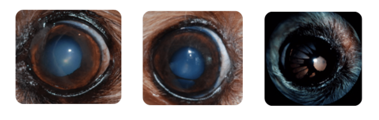 Normal aging of the eye, Iris atrophy, Nuclear sclerosis, dog, cat, horse, lens, iris hole