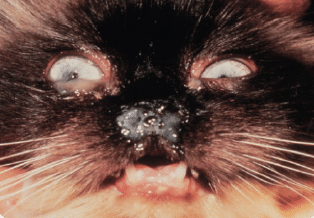 Infection primaire chaton, atteinte oculaire et respiratoire, écoulement, pus, herpes virus, oeil