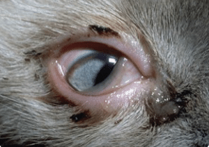 Infection, oeil, chaton, écoulement brun-rouge, conjonctivite, ulcère, herpes
