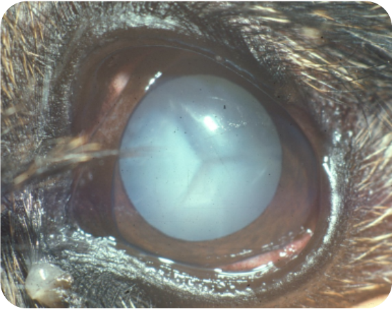 Cataracte mature, perte vision, chien, chat