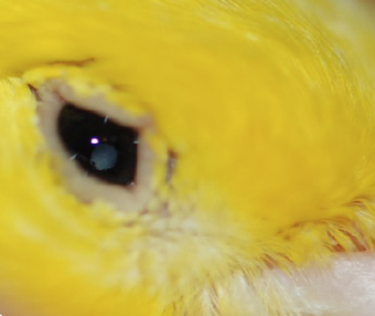 Cataracte, oiseau, exotique, canaris, perroquet, aveugle, opacité oeil