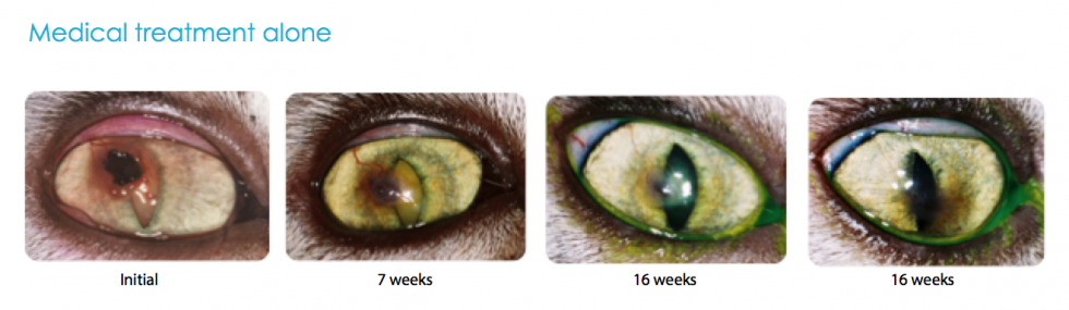 Corneal sequestrum (cat specific) | Ophtalmovétérinaire