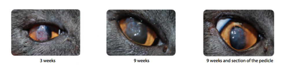 Corneal sequestrum (cat specific) | Ophtalmovétérinaire