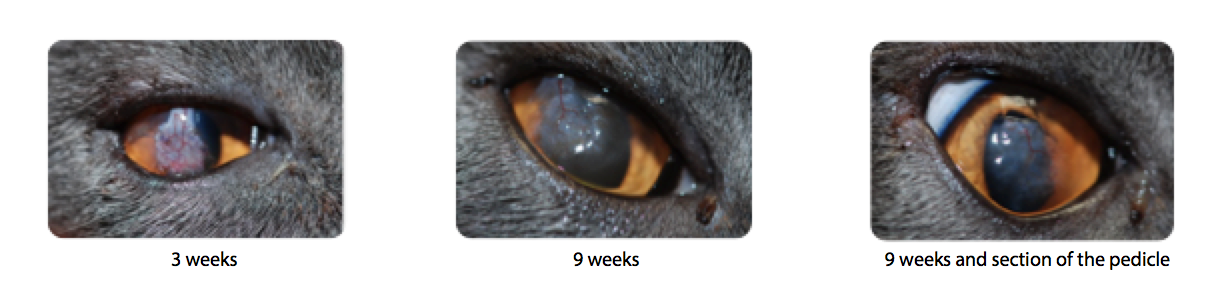 Corneal sequestrum, cat, cornea, black spot, ulcer, herpes virose, perforation, brown, discharge, persian, himalayan