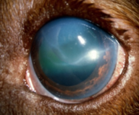 glaucome, signe, chien, chat, bleu, pupille dilatée, gros oeil