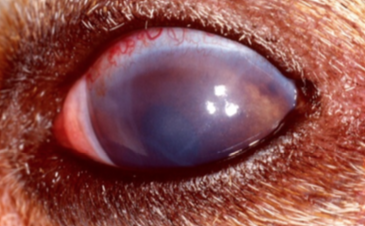 glaucome, signe, chien, chat, bleu, pupille dilatée, gros oeil, rougeur