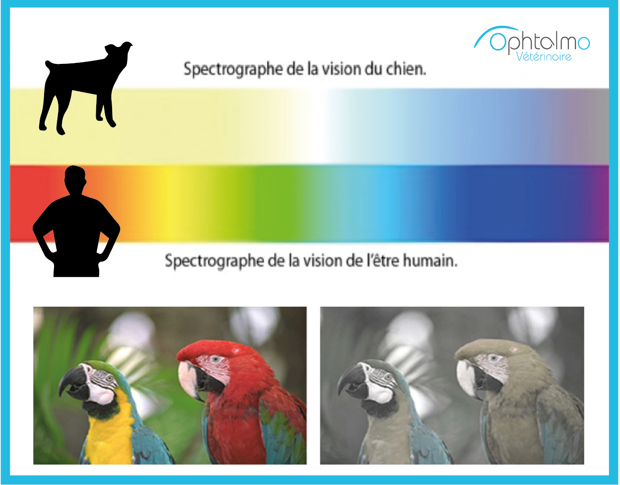 vision chien, homme, couleur, spectrographe 